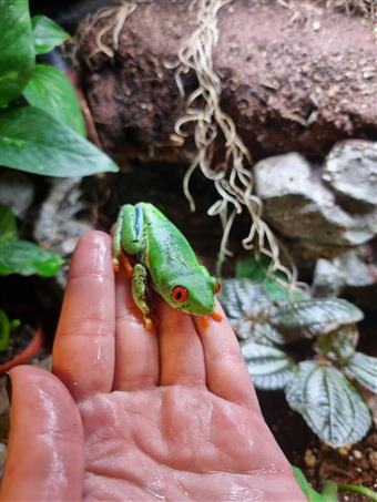 Red-Eyed Tree Frog