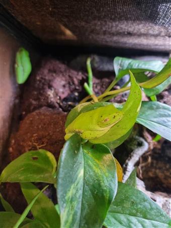 Red-Eyed Tree Frog