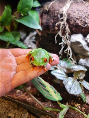 Red-Eyed Tree Frog