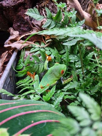 Red-Eyed Tree Frog