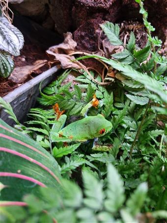 Red-Eyed Tree Frog