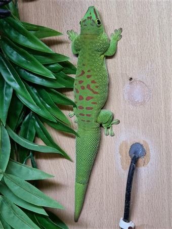 Giant Madagascan Day Gecko