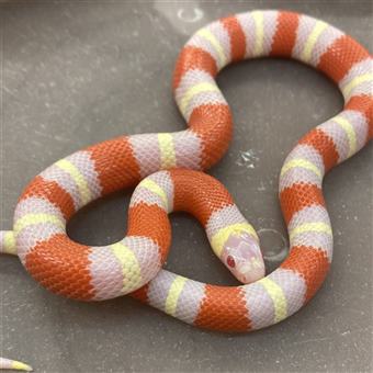 Pueblan x Nelson Milk Snake (Albino )