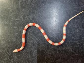 Pueblan x Nelson Milk Snake (Albino )