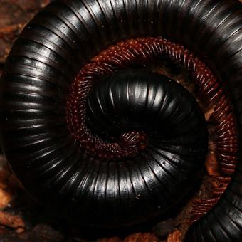 African Train Millipede