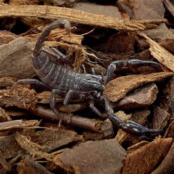 Thai Forest Scorpion