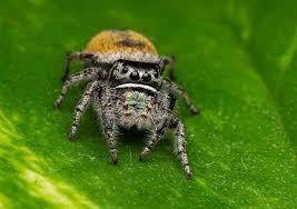 Dream Jumping Spider