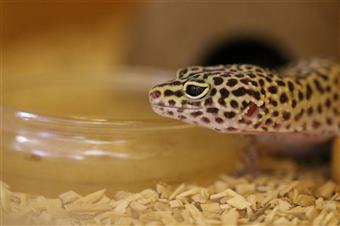 Leopard Gecko