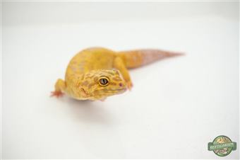 Leopard Gecko