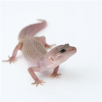 Leopard Gecko