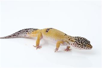 Leopard Gecko