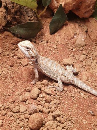 Bearded Dragon