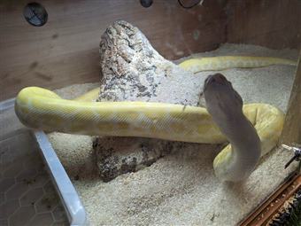 Pearl Albino Burmese Python