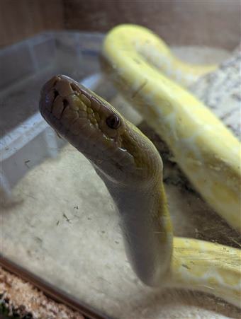 Pearl Albino Burmese Python