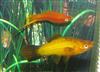 Swordtails