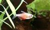 Flame tetra