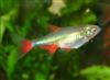 Bloodfin tetra