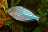 Dwarf Neon Rainbowfish