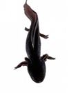 Brown Axolotl