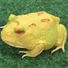 Horned frog (Green)