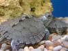 Map Turtle