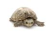 Common Musk Turtle