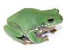 whites tree frog (Snow flake)