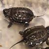 Reeves' Turtle