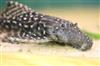 Adonis Pleco (L155)