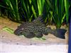Royal Pleco (L-191)
