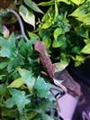 Crested Gecko (Mixed Morph) 