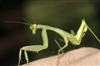 African Mantis