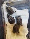 common musk turtle
