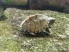 Razor-backed musk turtle