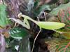 Asian mantis