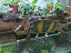 Yemen chameleon