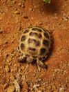 Horsefield Tortoise