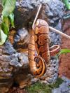 Royal Python (Normal)