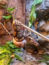 Royal Python (Phantom)