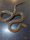 Corn Snake (Anery)