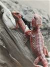 Hypo Translucent Red Phase Bearded Dragon