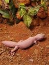 Leopard Gecko (Blazing Blizzard Snake Eyes)