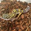 Leopard Gecko (Normal)