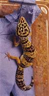 Leopard Gecko (mixed Morph)