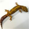 Leopard Gecko (mixed Morph)