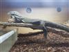 Nile Monitor