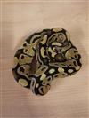 Royal Python (Pastel GHI) 