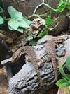 Bosc Monitor