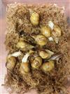 Albino Giant African Land Snail