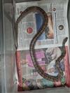 Corn Snake (Anery)